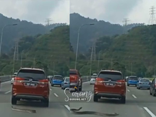 Kecoh tiba-tiba ular sawa keluar dari bonet Perodua Alza di Lebuhraya Karak